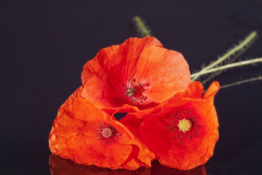 some of the flower of red papaver isolated on black background macro