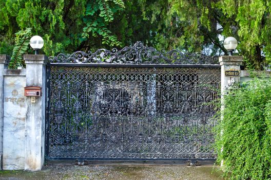 Door and bright green ivy in garden. Natural composition .