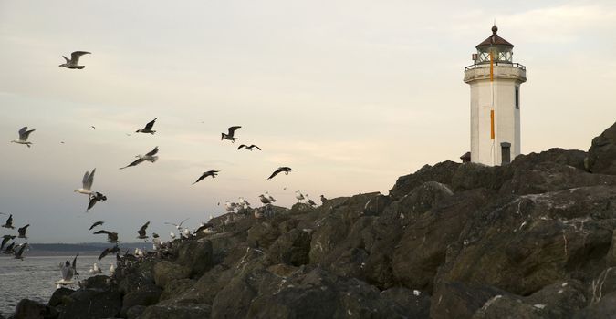 Birds get spooked flying towards Puget Sound near Fort Worden Fort Worden