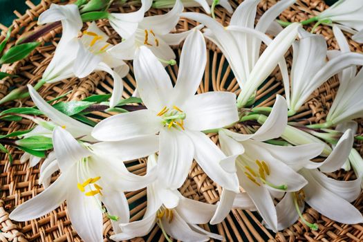 Large flowers of a white lily on an original wattled background. Are presented by a close up