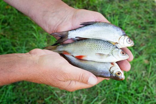 The fisherman holds on the river bank in hand the catch: three small caught fishes.