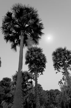 The Sugar Palm Tree under the Moon at night.
