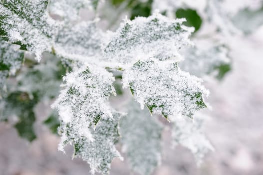 Holly bush covered in snow in winter
