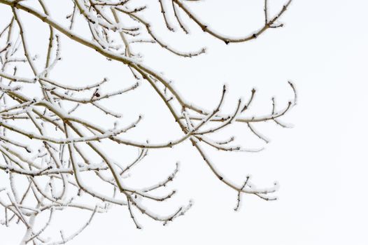 Branches of tree covered in snow during winter time