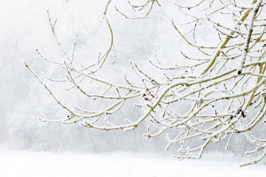 Branches of tree covered in snow during winter