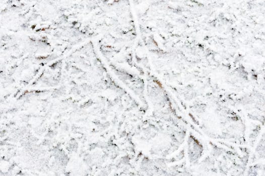 Forest floor covered in snow during winter