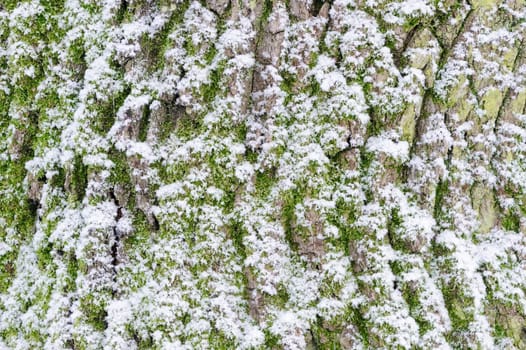 Closeup of tree bark covered in snow