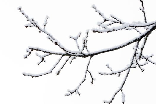 Branch of tree covered in snow during winter