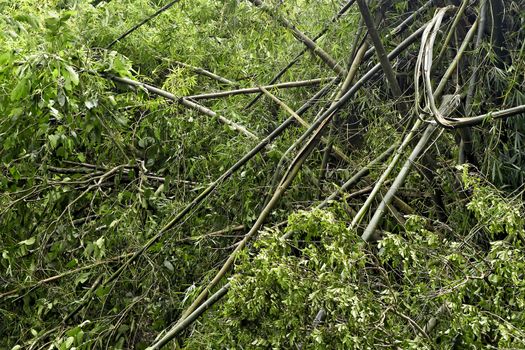 Fallen bamboo trees and other trees after a strong typhoon