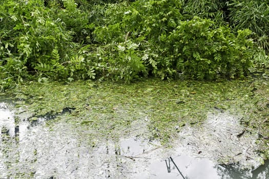 Swimming pool filled with leaves and other tree debris after a strong typhoon