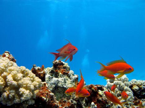 coral reef with exotic fishes anthgias in tropical sea on blue water background