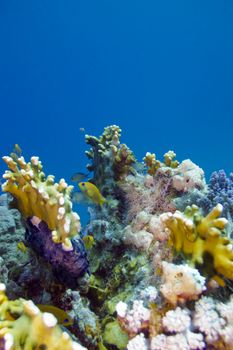 colorful coral reef on the bottom of tropical sea on blue water background