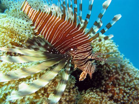 lionfish on the coral reef on the bottom of tropical sea