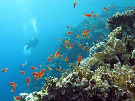 coral reef with  divers and exotic fishes anthias at the bottom of tropical sea on blue water background