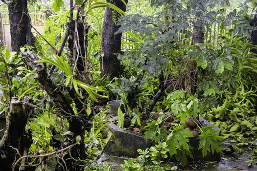 Tropical garden after a strong typhoon