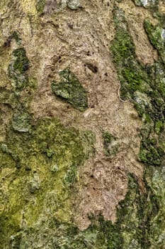 Close up of old tree trunk with moss