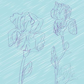 Hand drawn sketch composition with irises over a blue background, greeting card or ceramic tile