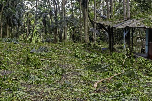 Tropical garden after a strong typhoon