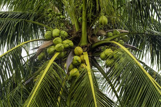 An abundant coconut tree after the storm