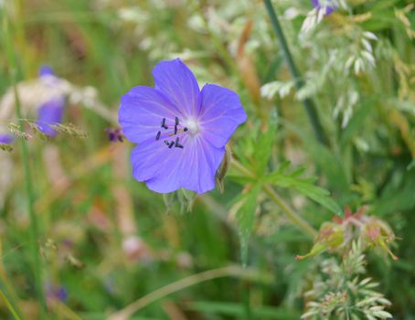 Close-up image of a Meadow Crane's-bill.