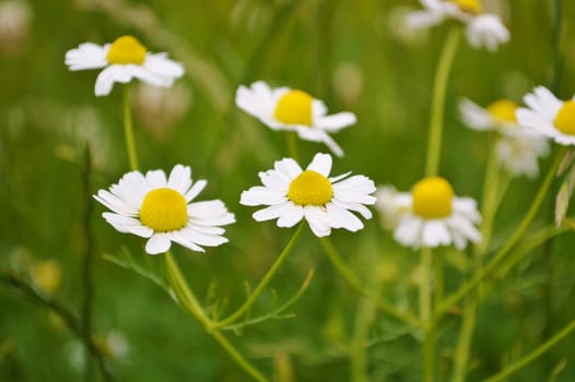Close-up image of Scented Mayweed.