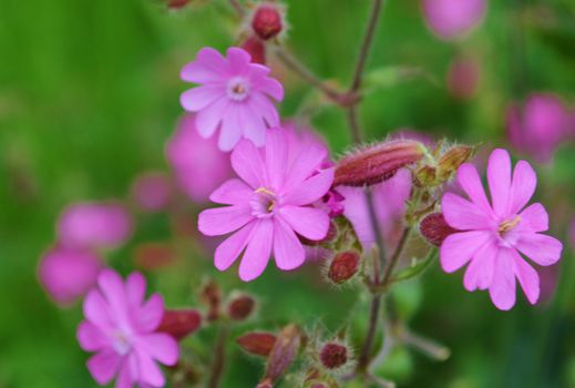 Close-up image of a colourful Red Campion.