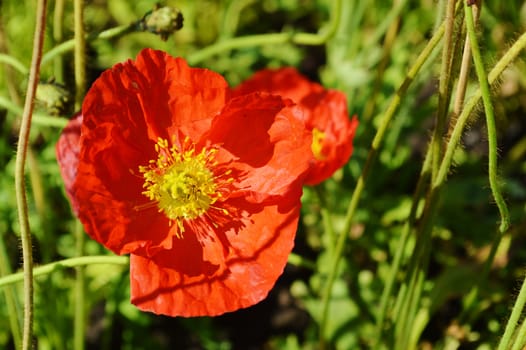 Close-up image of a colourful Iceland Poppy.