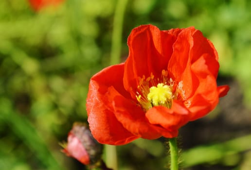 Close-up image of a colourful Iceland Poppy.