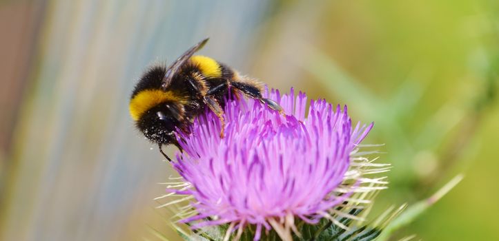 A close-up image of a Bumble bee on a Spear Thistle.
