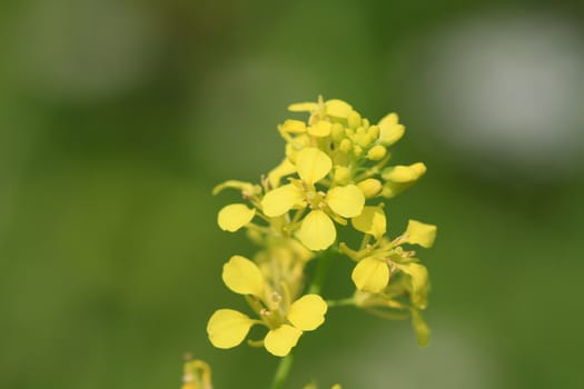 Hedge Mustard flower yellow in morning sunlight