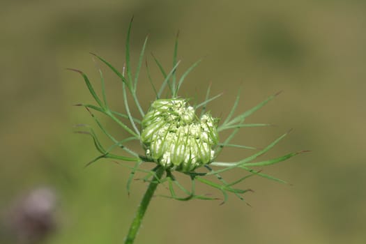 Queen Anne's Lace flower starting to open in early morning sun