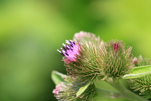 Canada Thistle flower bud in early morning sunlight