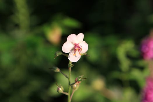 Moth Mullein Flower single in early morning sunlight