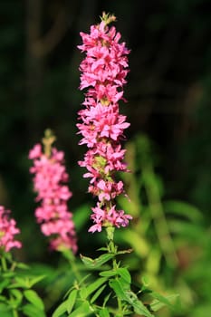 Purple Loosestrife flower in morning sun dark background