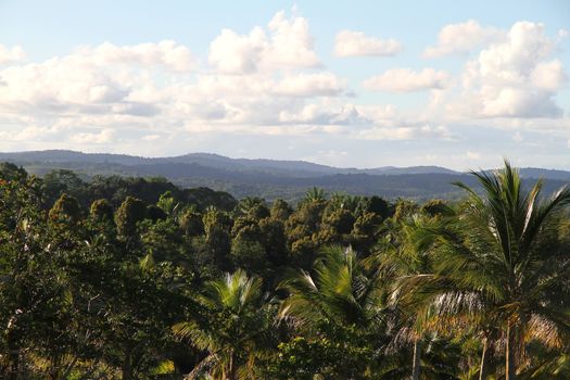 View over the brazilian Jungle in Bahia, Brazil, South america.