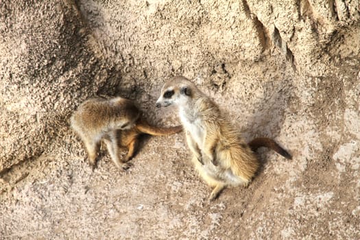 A group of Meerkats enjoying.