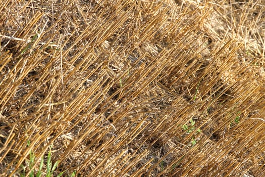 A drought and harvested field with rests of plants.