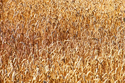 Closeup of a Wheat Field.