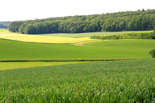 A typical german landscape with different fields and a forest.