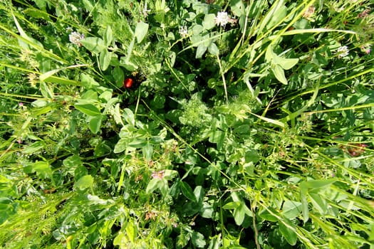 A wild meadow background with various herbs.