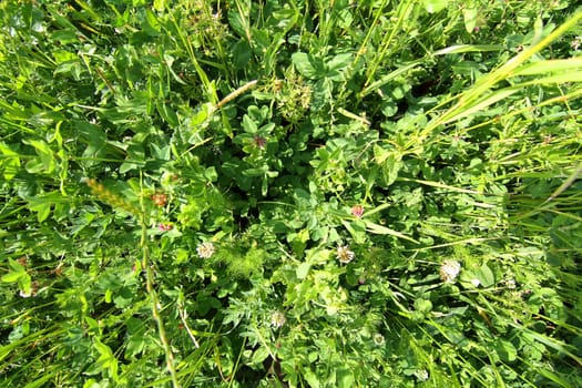 A wild meadow background with various herbs.