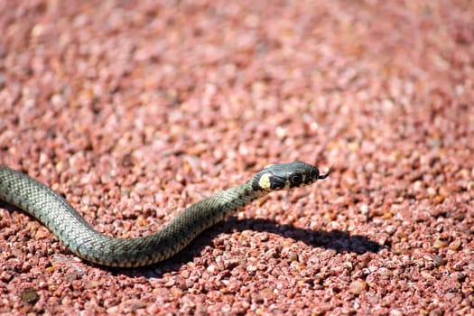 A little snake crawling on the floor.