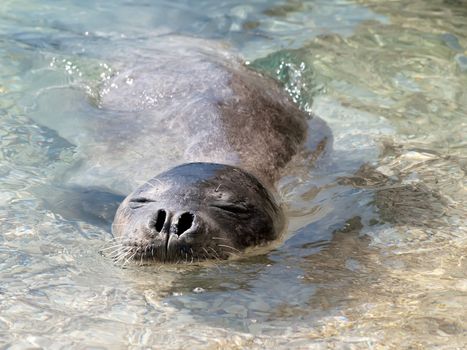 Mediterranean monk seal relax in sea shallows