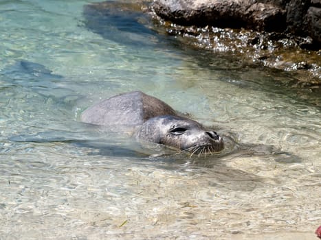 Mediterranean monk seal relax on sea shallows 