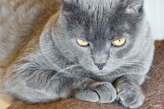 Photo of cat portrait with yellow eyes 