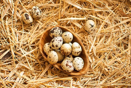 healthy fresh organic quail eggs