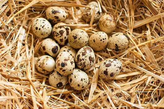 healthy fresh organic quail eggs