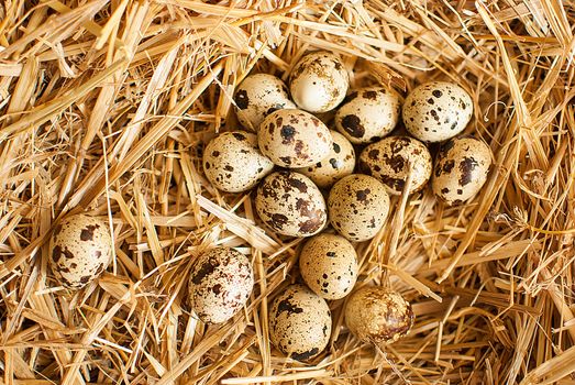 healthy fresh organic quail eggs