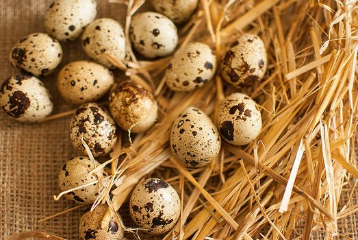 healthy fresh organic quail eggs