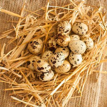 healthy fresh organic quail eggs